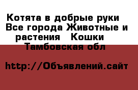 Котята в добрые руки - Все города Животные и растения » Кошки   . Тамбовская обл.